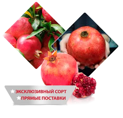 Гранатовое дерево Гюлейша Красная